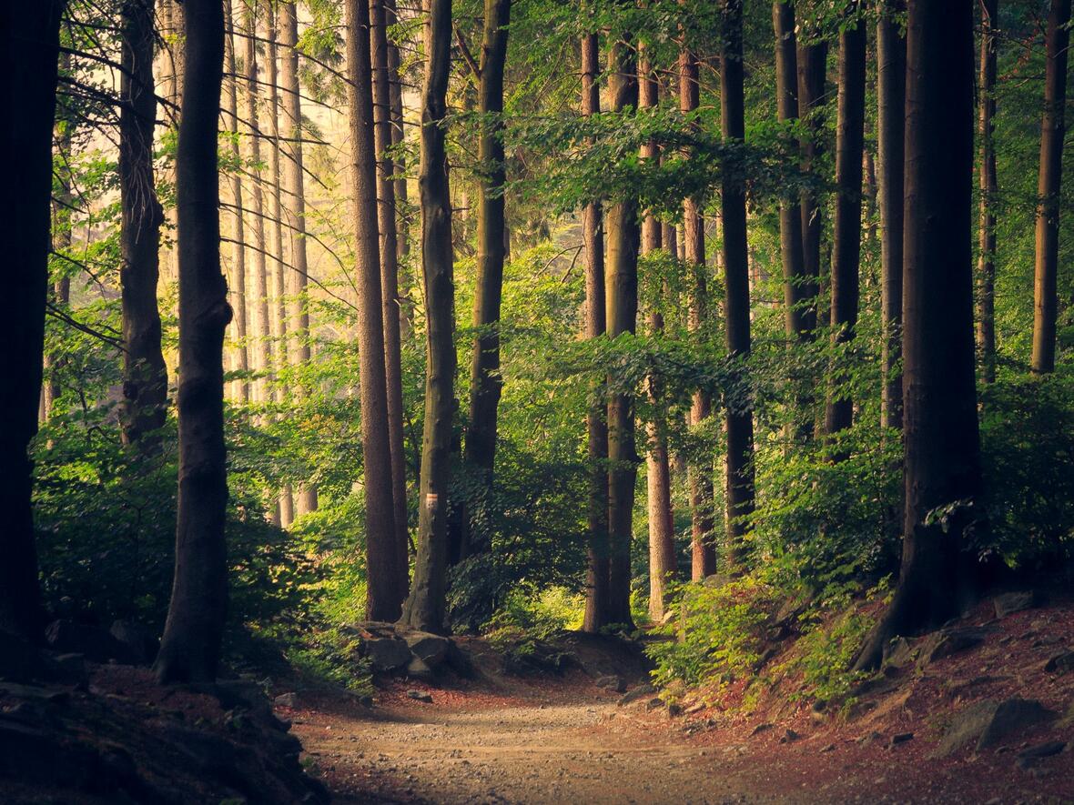 Das PEFC-Gütesiegel betrifft rund 2.100 Hektar an Wald in kirchlichem Besitz (Motivfoto: Unsplash)