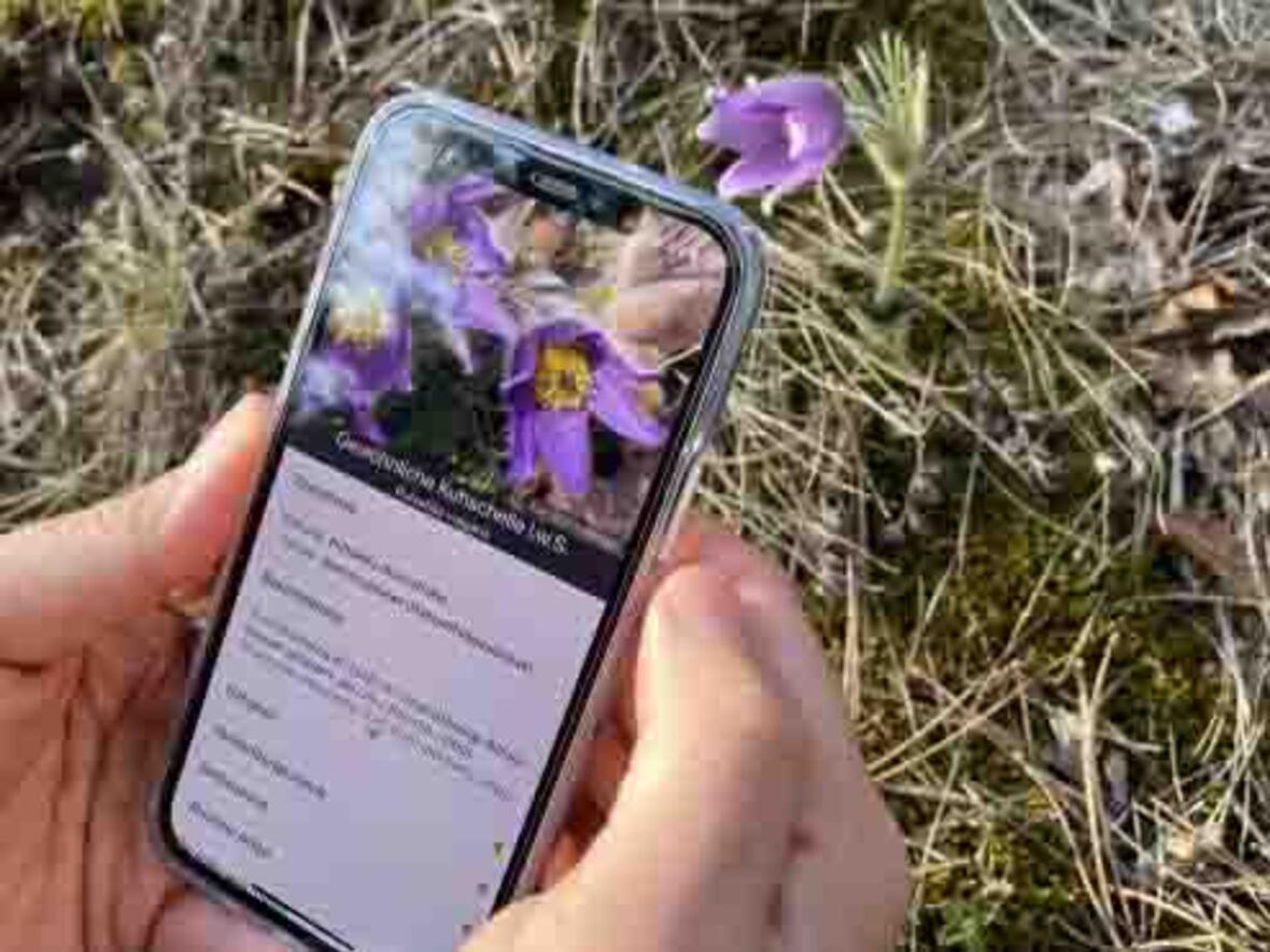 Der Bestimmungsprozess der Pflanzen ist intuitiv (Foto: flora incognita)