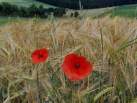 Die Erhaltung der Schöpfung steht im Mittelpunkt des Kirchlichen Umweltmanagements. (Foto: Andrea Kaufmann-Fichtner)