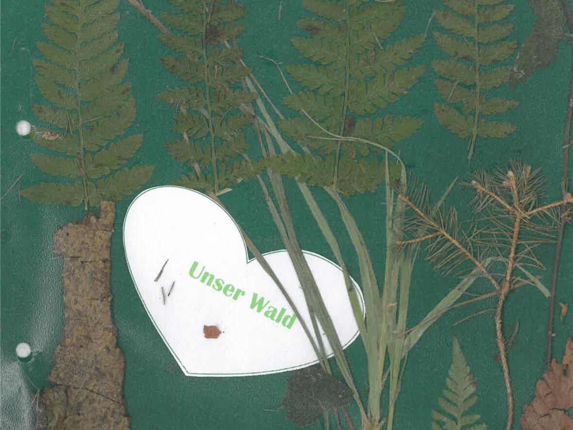 Die Vielfalt des Waldes lernten die Kinder bei ihren regelmäßigen Besuchen im Wald kennen. (Foto: Kindergarten Kemnat) 