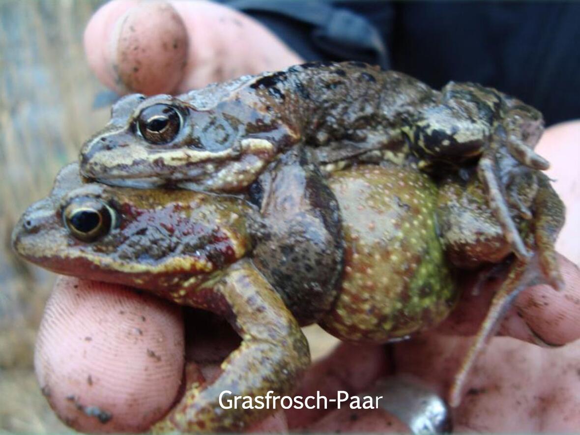 Die Population des Grasfrosches geht drastisch zurück. (Foto: Claudia Thomamüller)