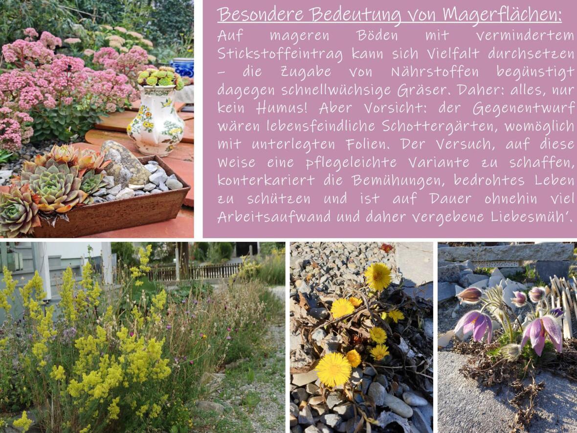 Es wurden neben Ertragsgärten auch Magerflächen angelegt. (Foto: Andrea und Achim Renninger/Reinhartshausen)