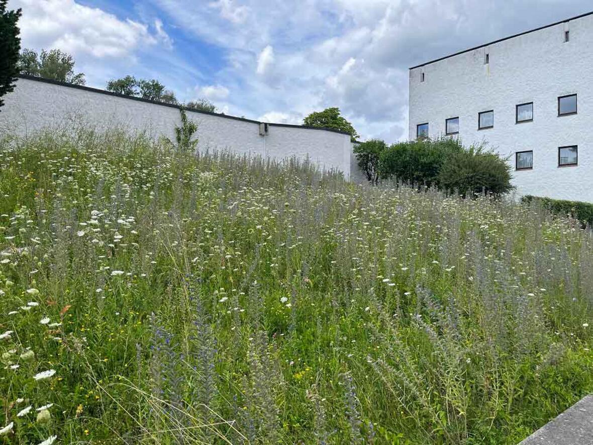 In voller Pracht: die Wildblumenwiese mit heimischem Saatgut. (Foto: Exerzitienhaus St. Paulus/Leitershofen)