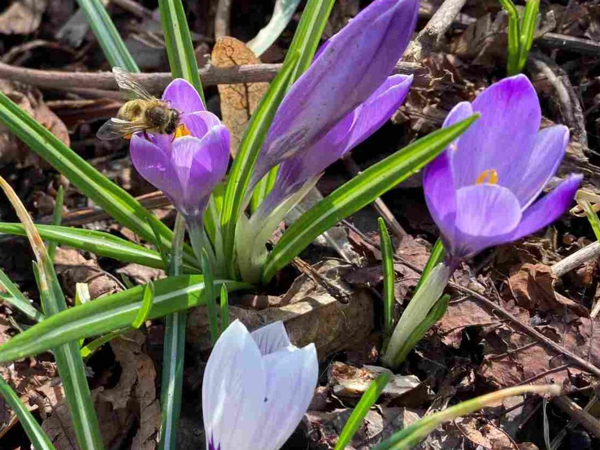Biene im Frühjahr. (Foto: Karl-Georg Michel)