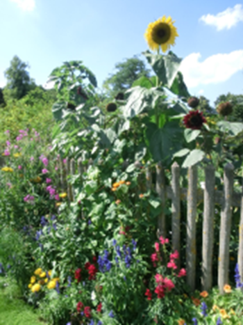 im-garten-meines-lebens-begegnungs-und-oasentag-fuer-frauen4529604