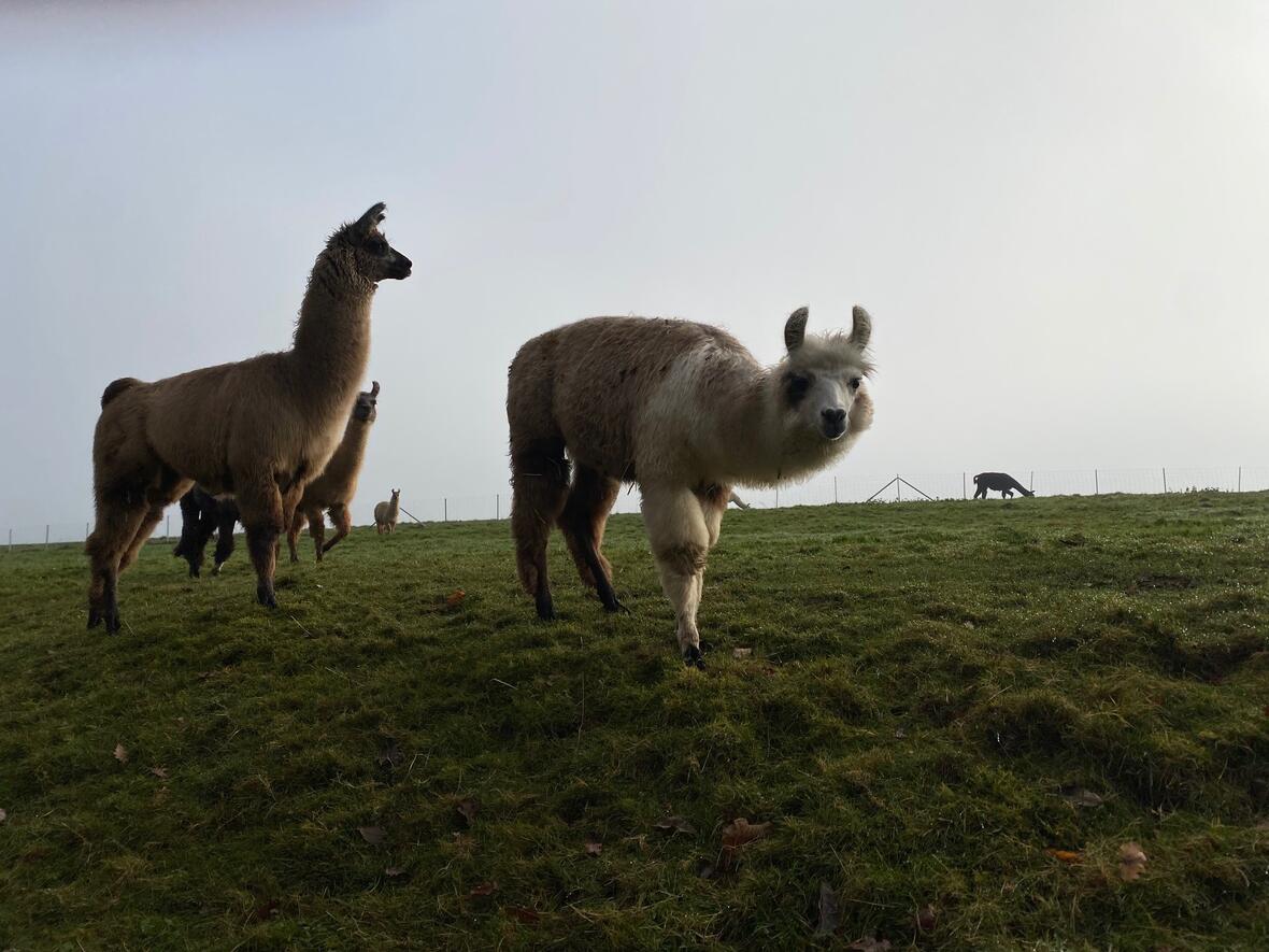 lama-wanderung-an-christi-himmelfahrt-in-buch4423366