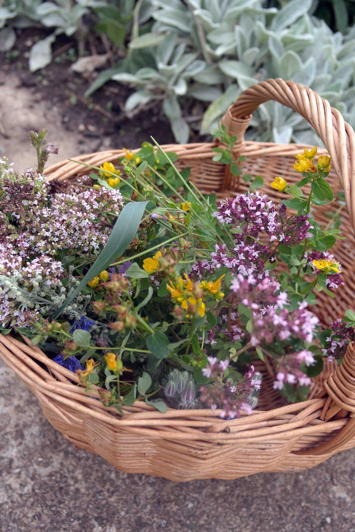 Die Kräuter erinnern an die sieben Sakramente und die sieben Schmerzen Mariens. Foto: Maria Steber (pba)