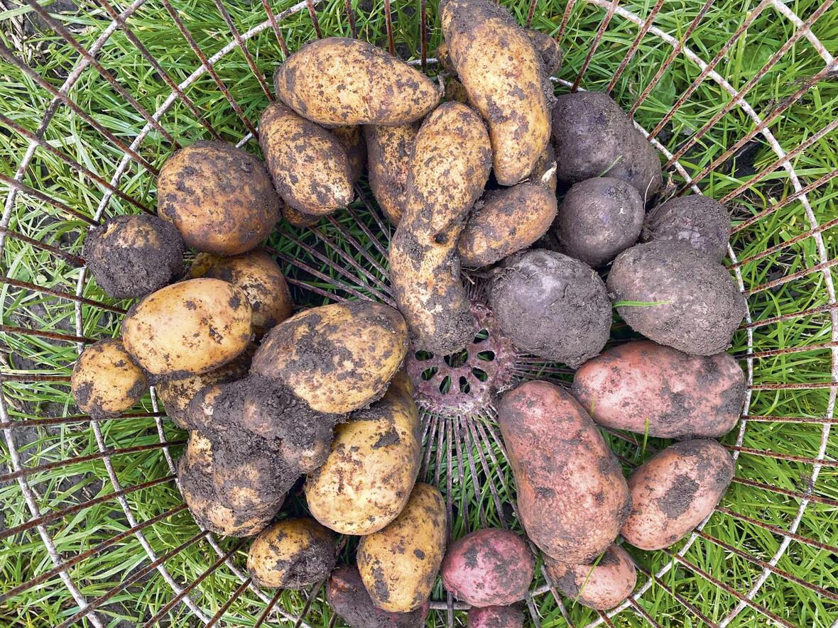 King Edward, Cheyenne oder Gaiane: Am Beispiel alter Kartoffelsorten will die Aktion auf die Biodiversität hinweisen und zum gemeinschaftlichen Gärtnern ermuntern. Bunte und schmackhafte Kartoffeln warten als Ergebnis. (Foto: Christian Martin) 