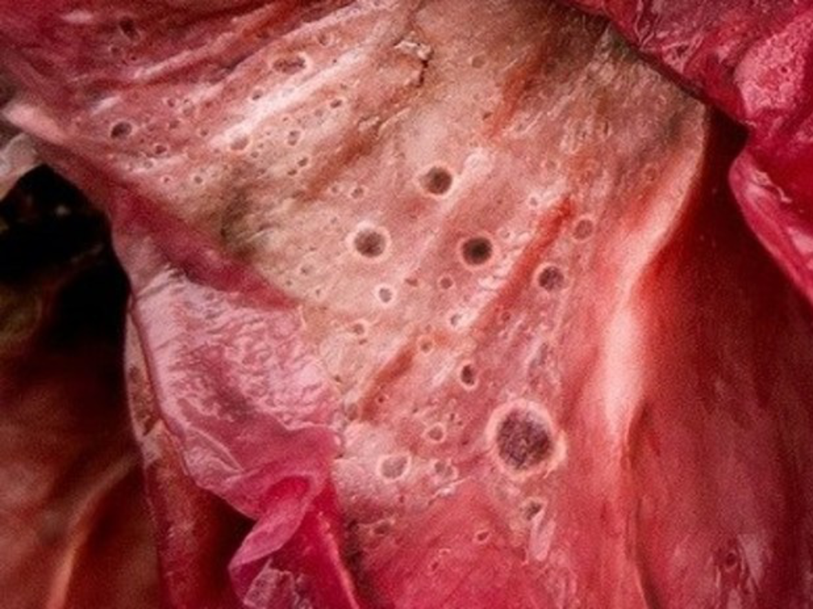 Metamorphosen (Foto: Kunstsammlungen und Museen Augsburg)