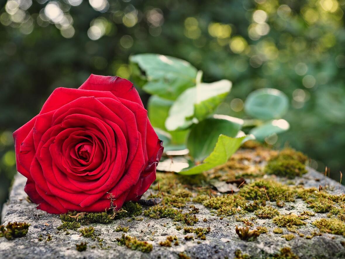 Trauerwege ins Leben. (Foto: toralt / pixabay)