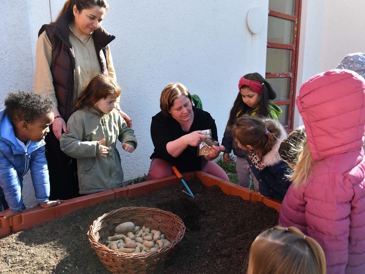 Gemeinsam mit ihren Erzieherinnen setzen die Kinder im Kinderhaus St. Christophorus in Bobingen die Saatkartoffeln in die Erde. (Fotos: Maria Rösch / pba)