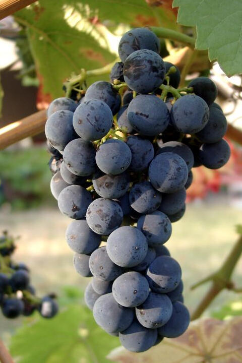 weinfest-2024-das-team-des-kaffee-laedt-sie-herzlich-zum-diesjaehrigen-weinfest-am-29-09-2024-ab-17-00-uhr-ins-dr-josef-zimmermann-haus-ein4722112