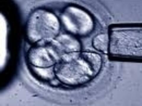 embryonen-haben-menschenwuerde-und-lebensrecht3310543